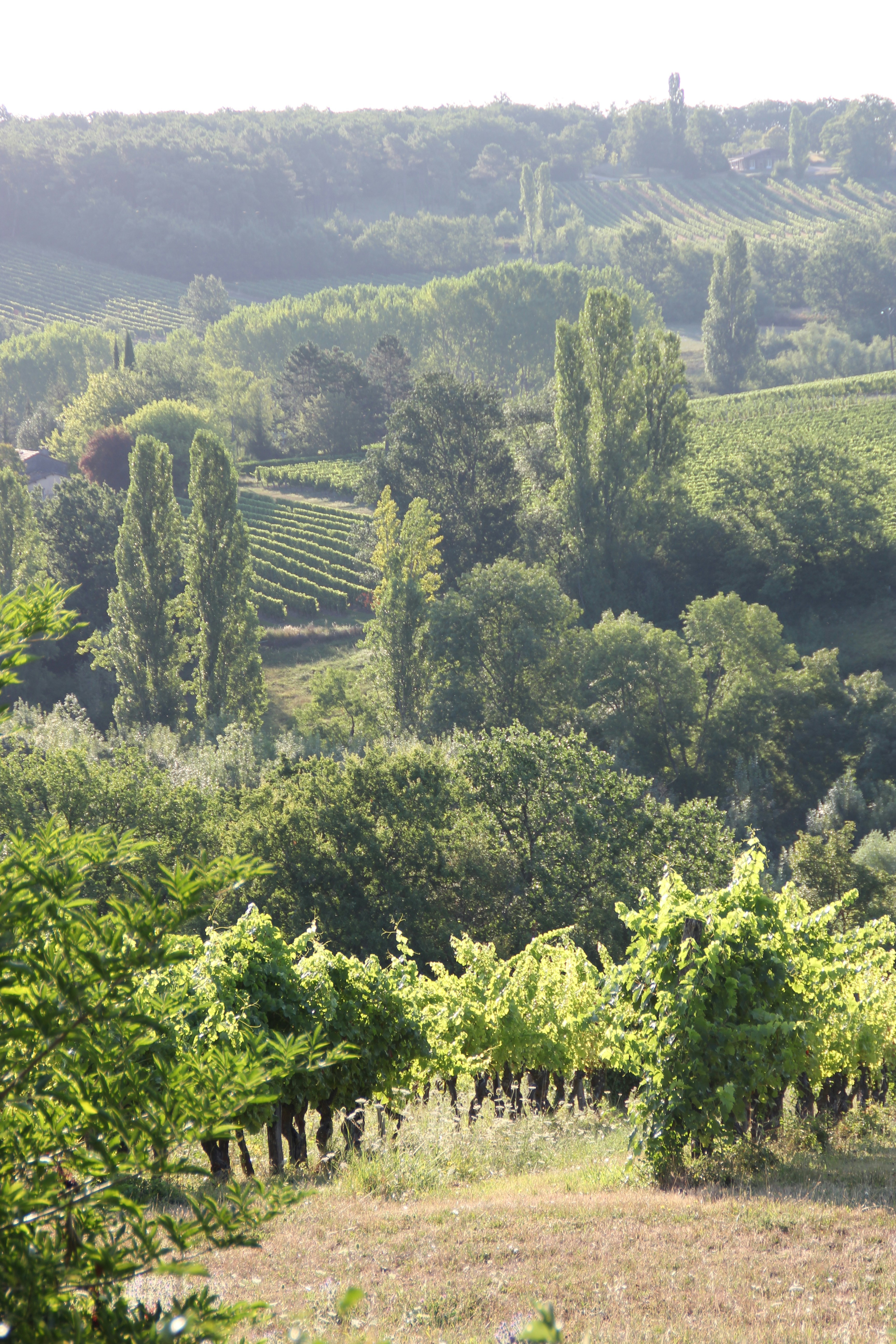 広大な牧場の風景