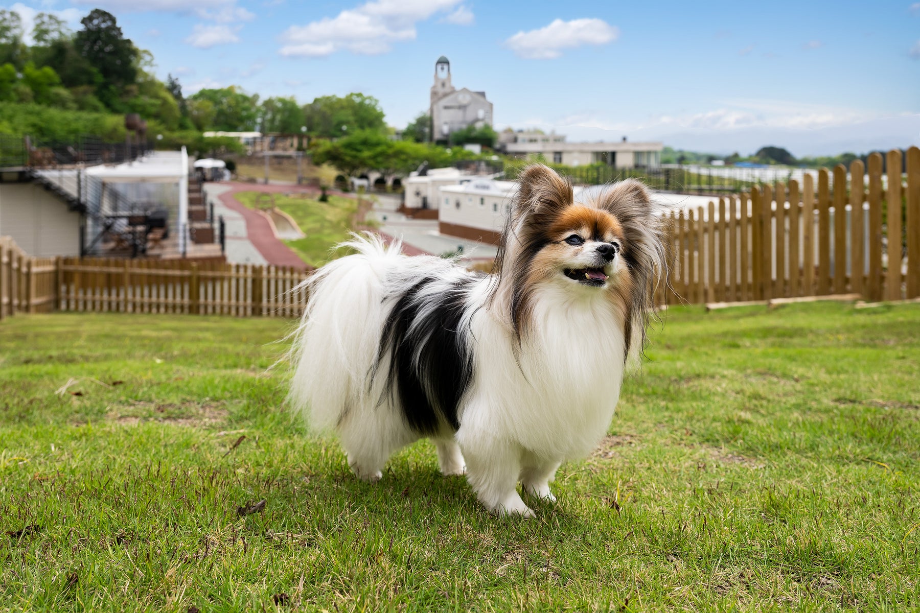 子どもと馬のふれあい